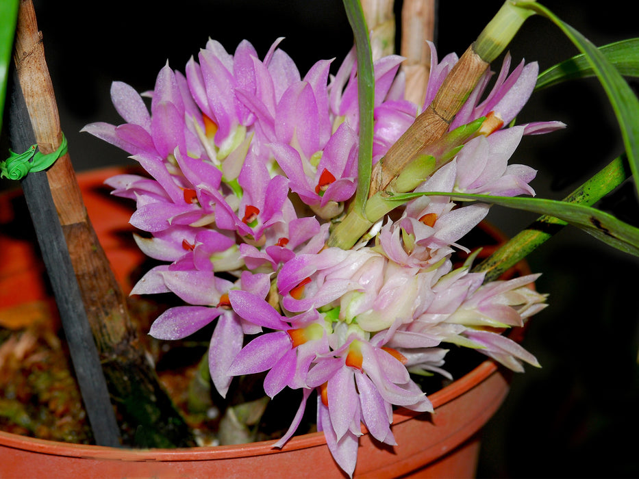 Dendrobium bracteosum