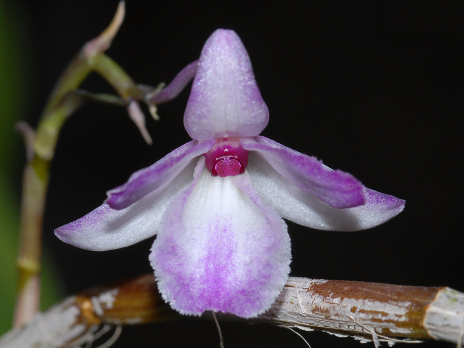 Dendrobium calicopis