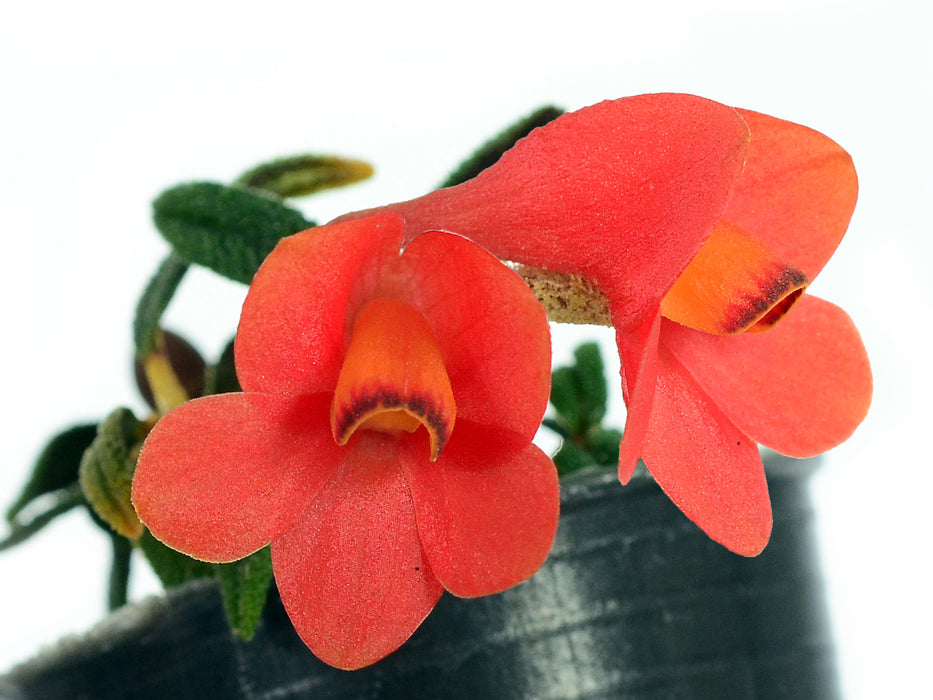 Dendrobium cuthbertsonii f. orange x f. pink