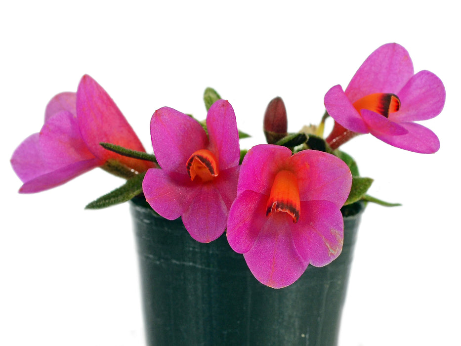 Dendrobium cuthbertsonii f. pink