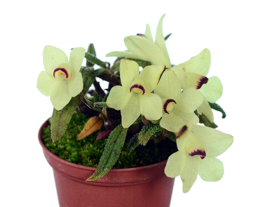 Dendrobium cuthbertsonii f. xanthina