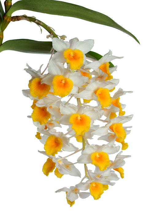 Dendrobium Cream Cascade