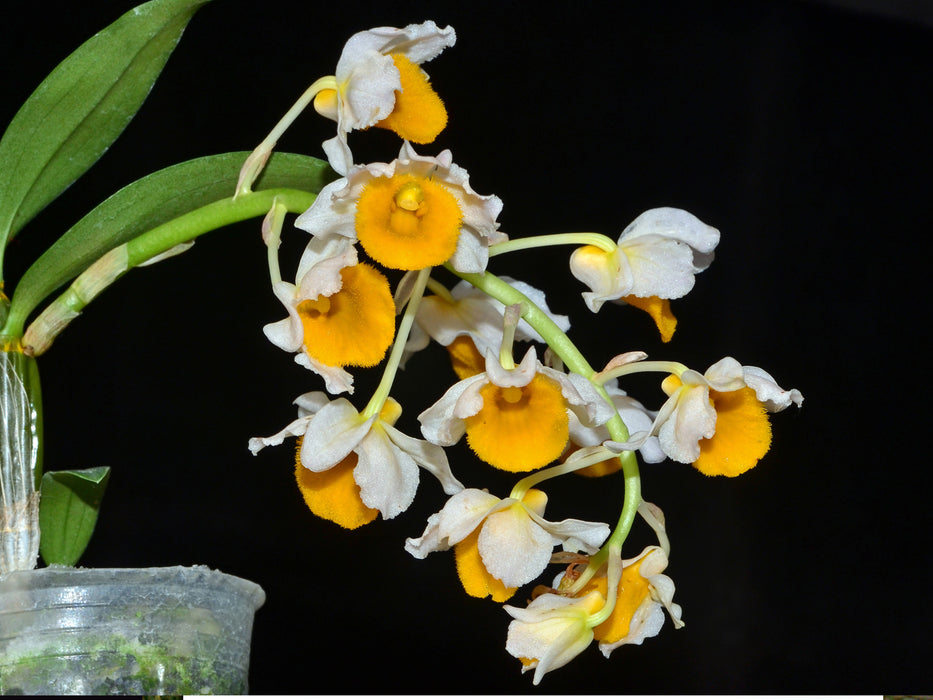 Dendrobium densiflorum var luteo alba