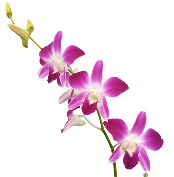 Dendrobium Earsakul