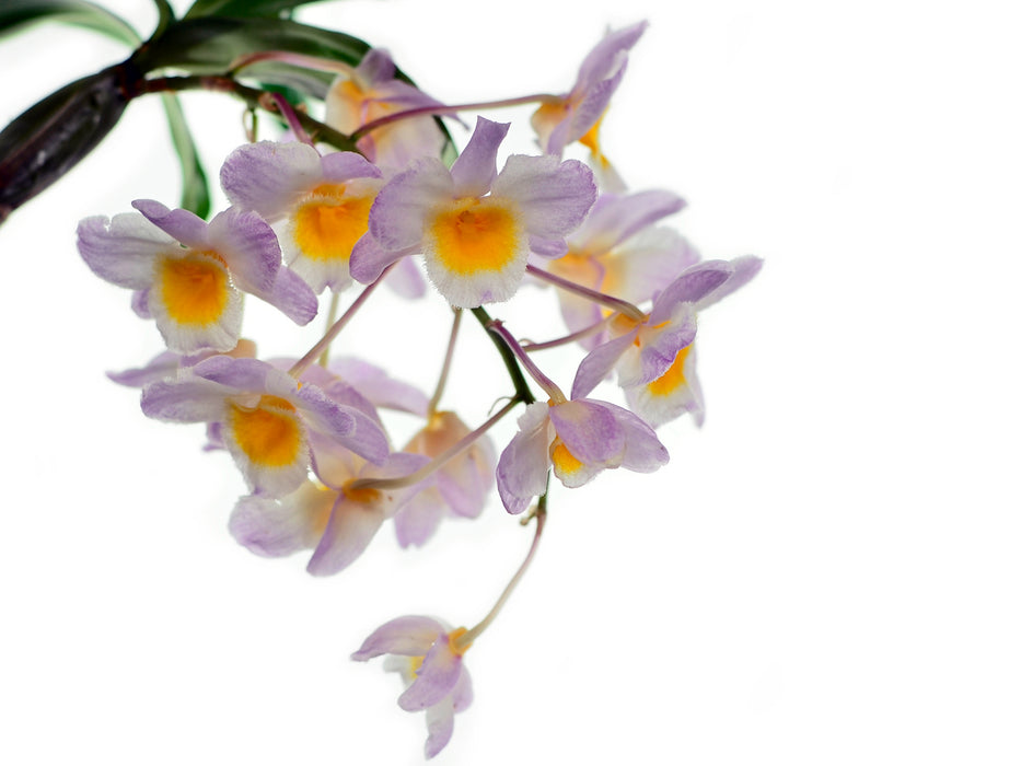 Dendrobium farmeri