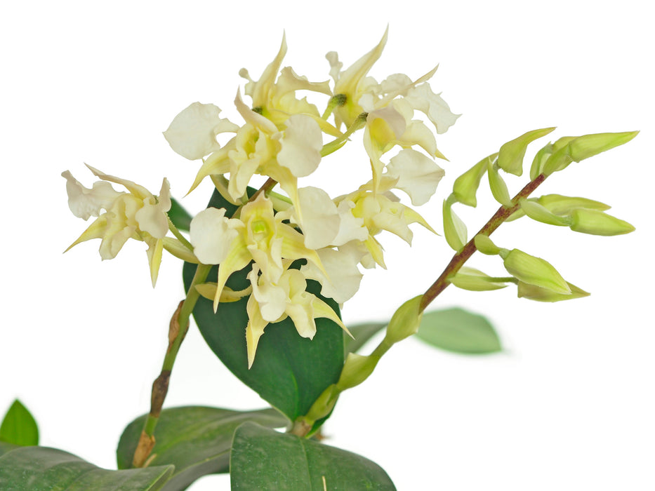 Dendrobium forbesii