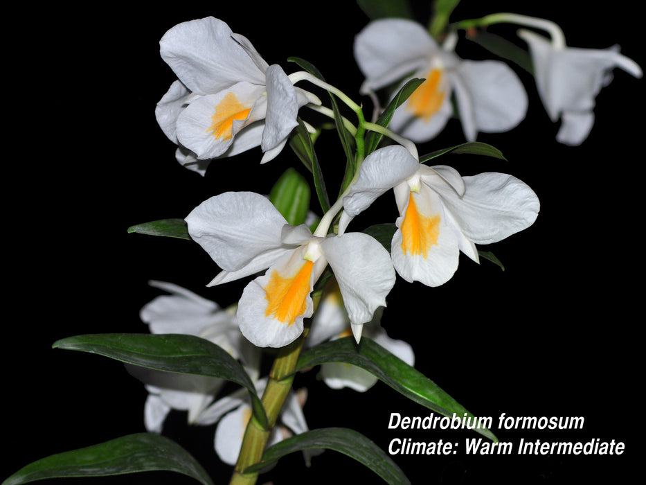 Dendrobium formosum