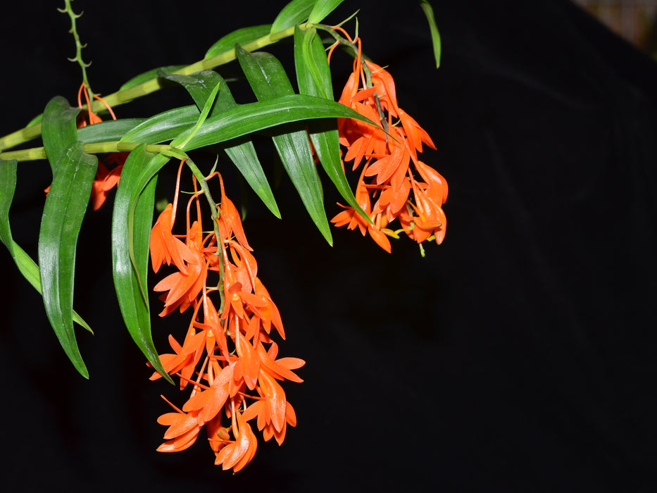 Dendrobium fulgidum