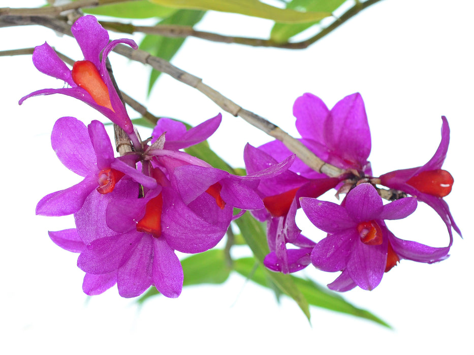 Dendrobium glomeratum