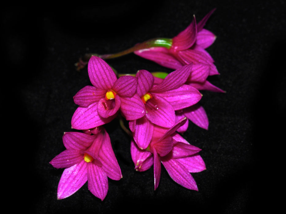 Dendrobium goldschmidtianum