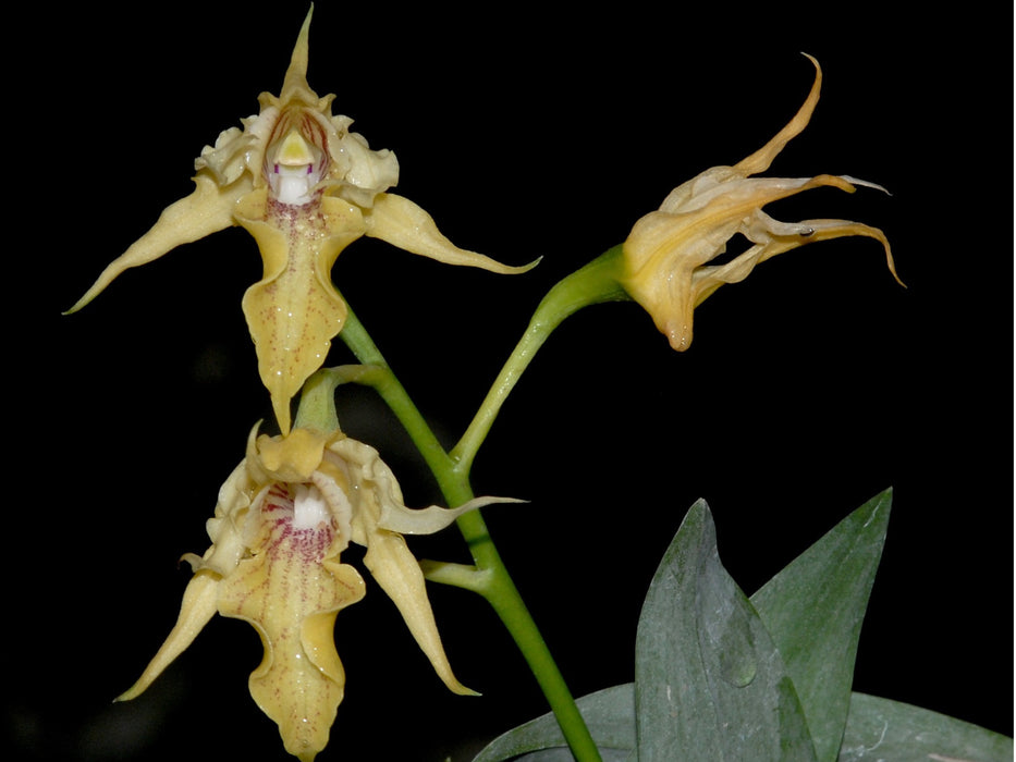 Dendrobium hadsowi