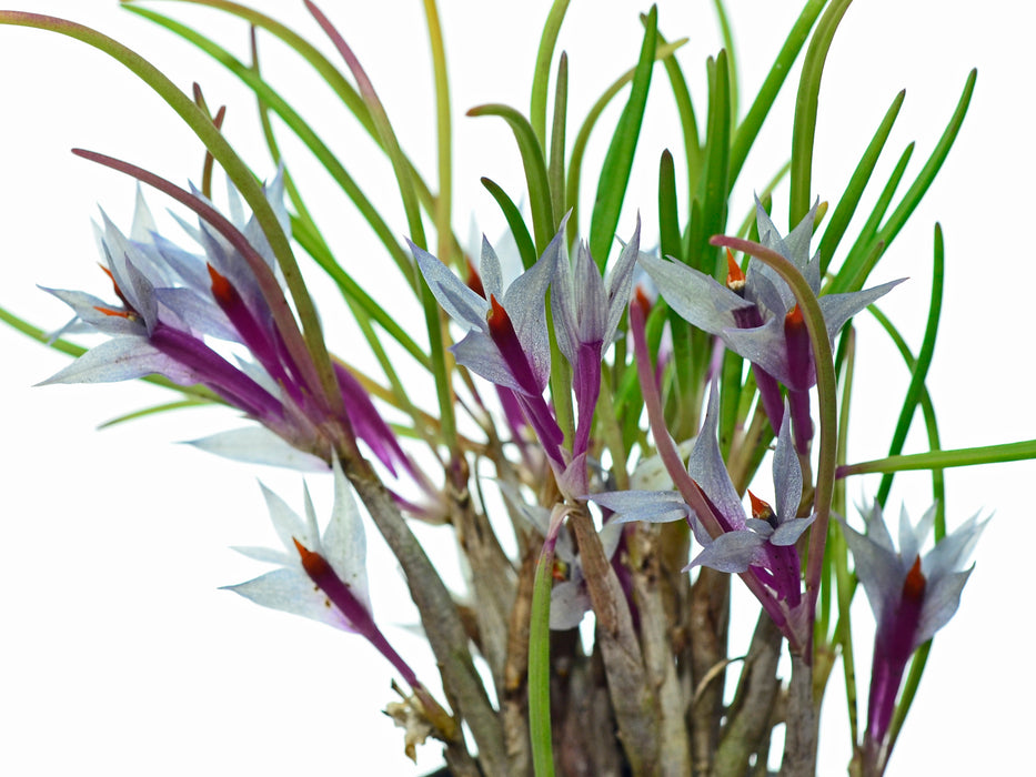 Dendrobium hellwigianum x hellwigianum 'Warren'