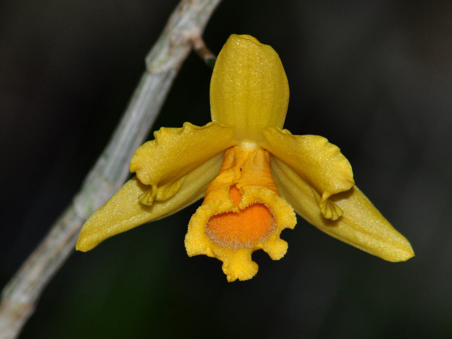 Dendrobium henryi