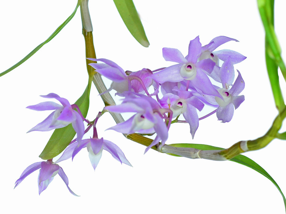 Dendrobium hercoglossum