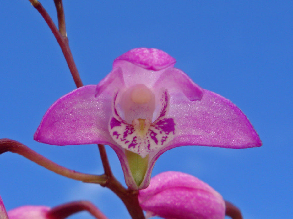 Dendrobium kingianum