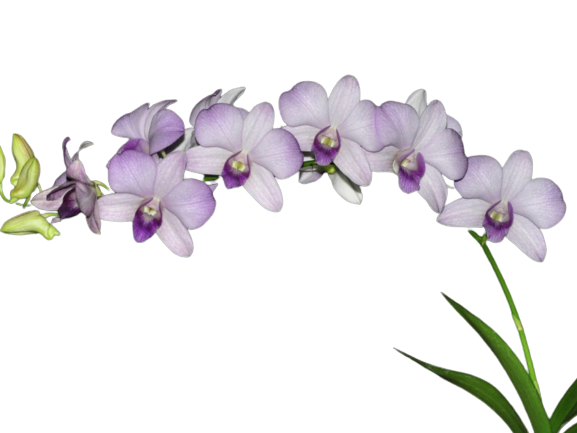 Dendrobium ks 11 Jairak Lavander