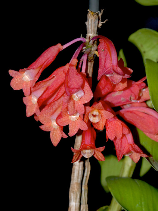 Dendrobium lawesii