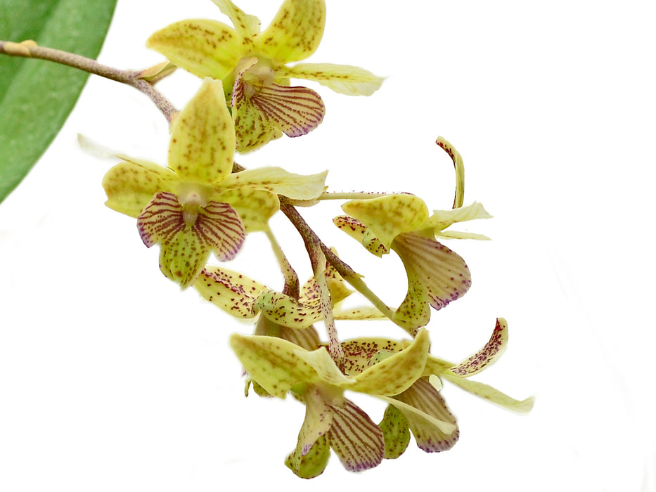 Dendrobium lituiflorum