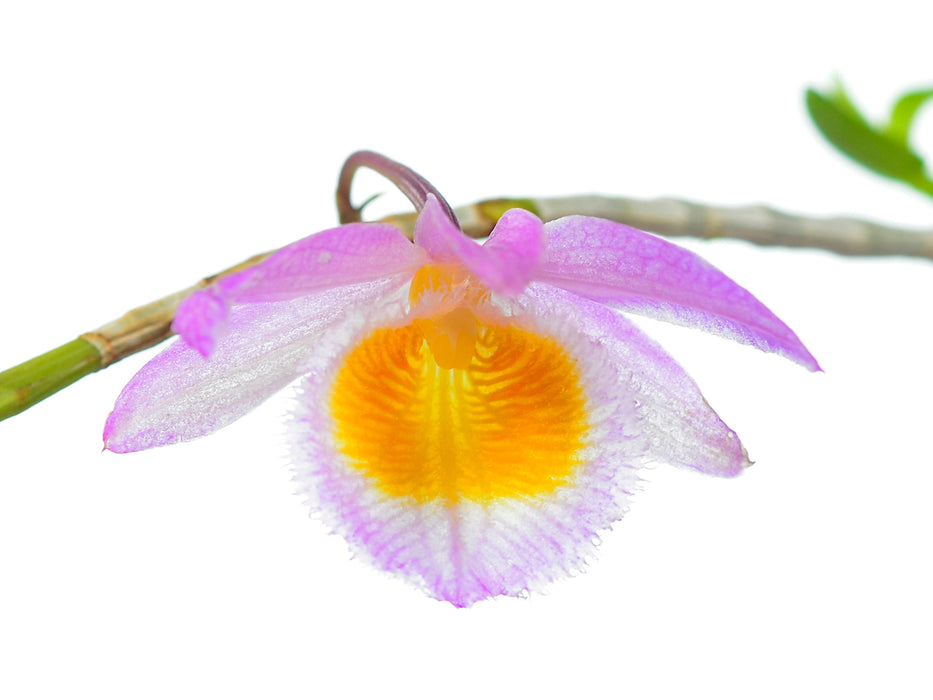 Dendrobium loddigesii