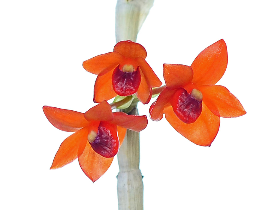 Dendrobium mohlianum