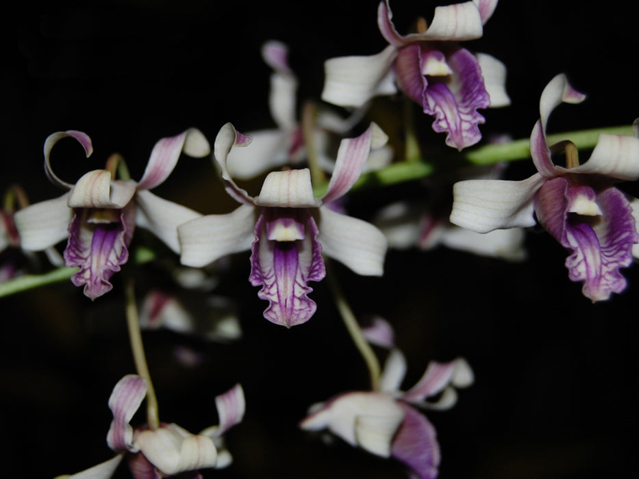 Dendrobium nindii