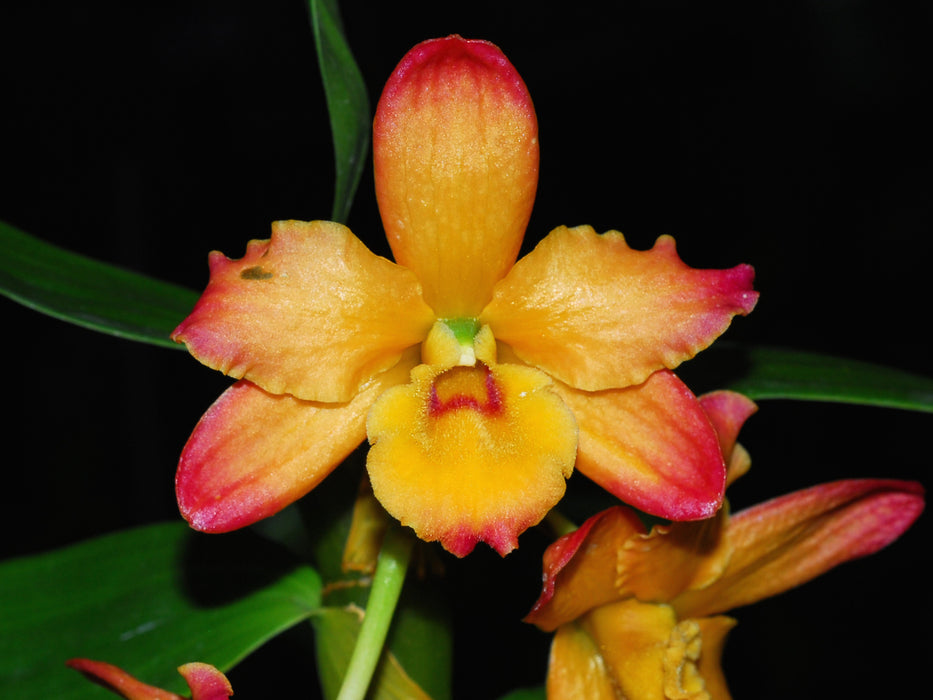 Dendrobium nobile 'Ingrid Anaranjado'