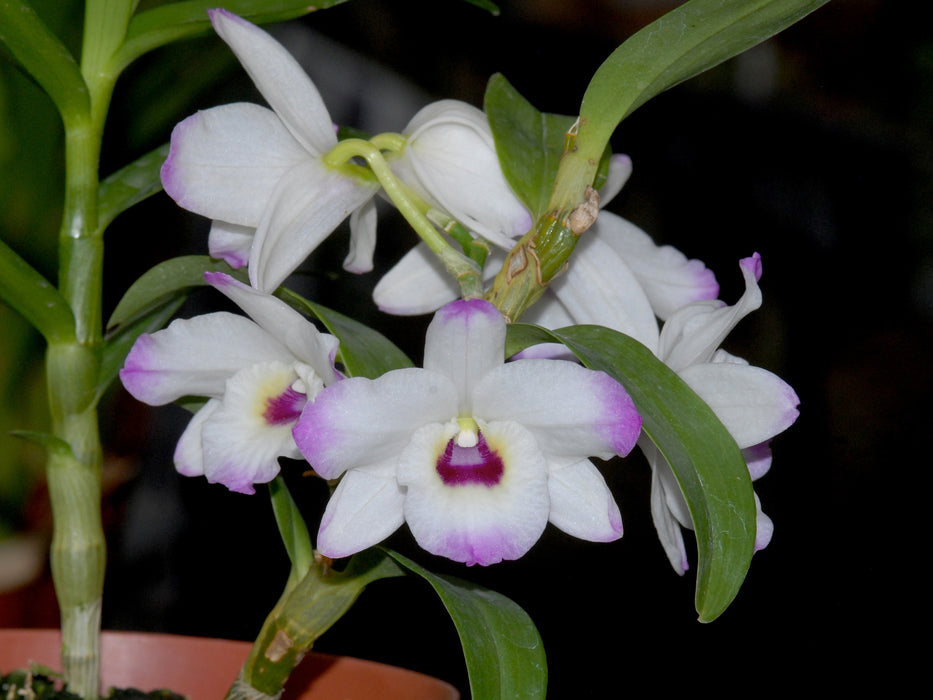 Dendrobium nobile 'La Quiteñita'