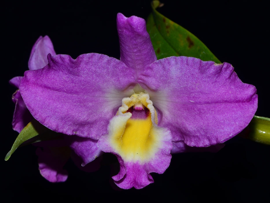 Dendrobium nobile rosado labelo anaranjado