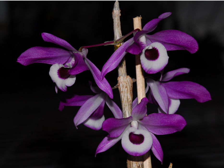 Dendrobium nobile