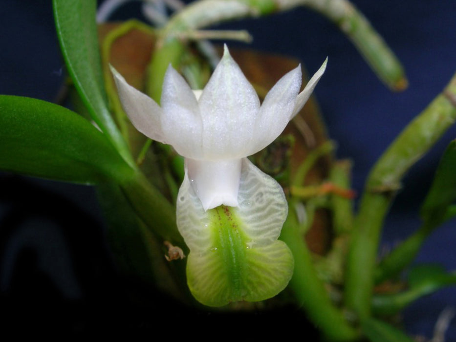 Dendrobium oligophyllum