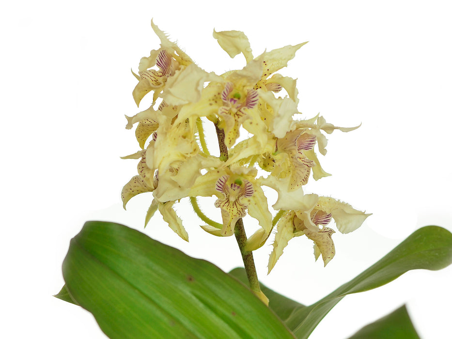 Dendrobium polysema var. pallidum