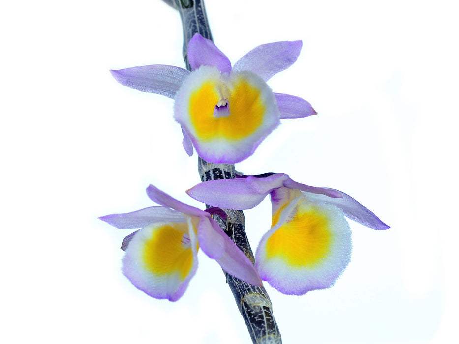 Dendrobium primulinum