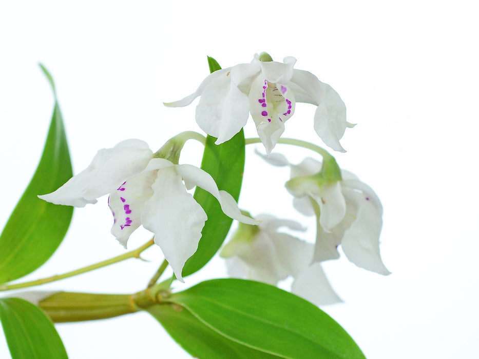 Dendrobium rhodostictum