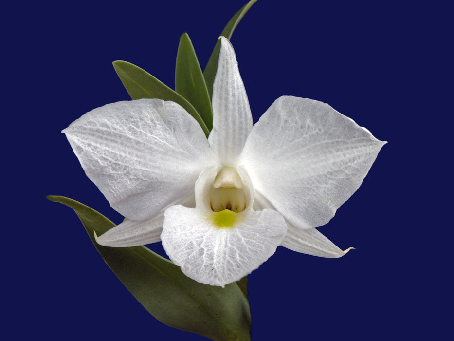 Dendrobium schuetzei