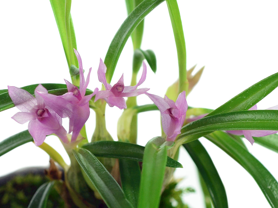 Dendrobium seranicum