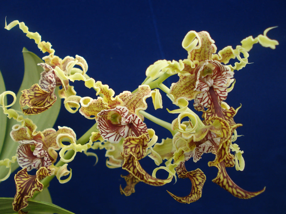 Dendrobium spectabile