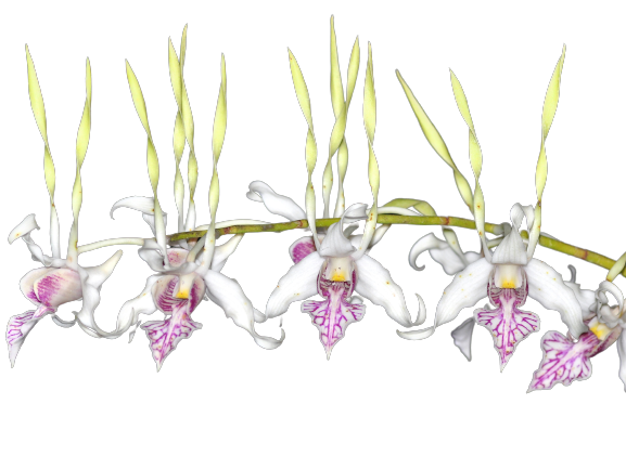 Dendrobium stratiotes