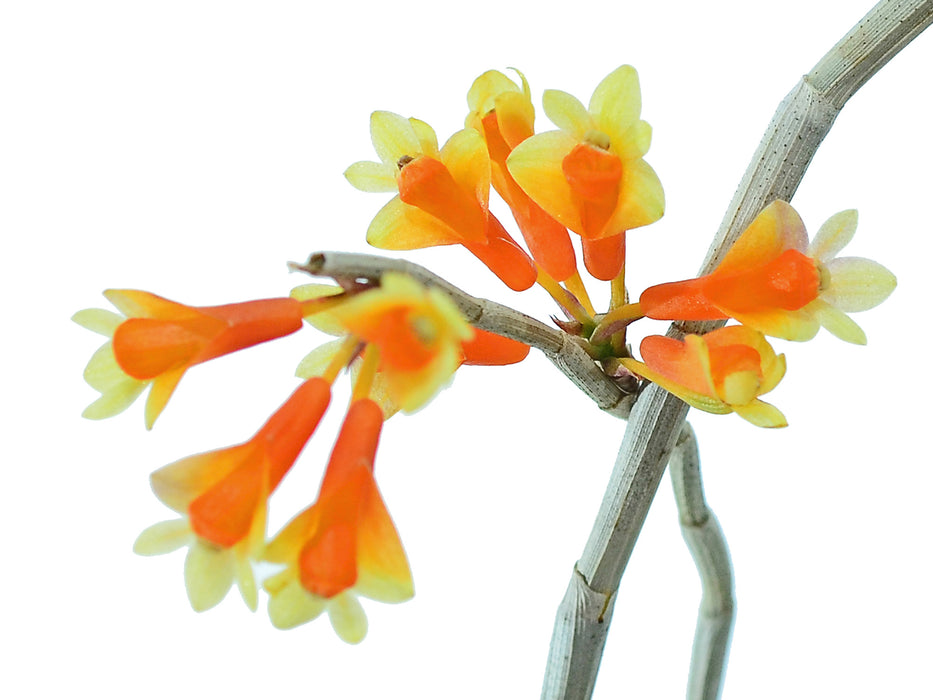 Dendrobium subclausum