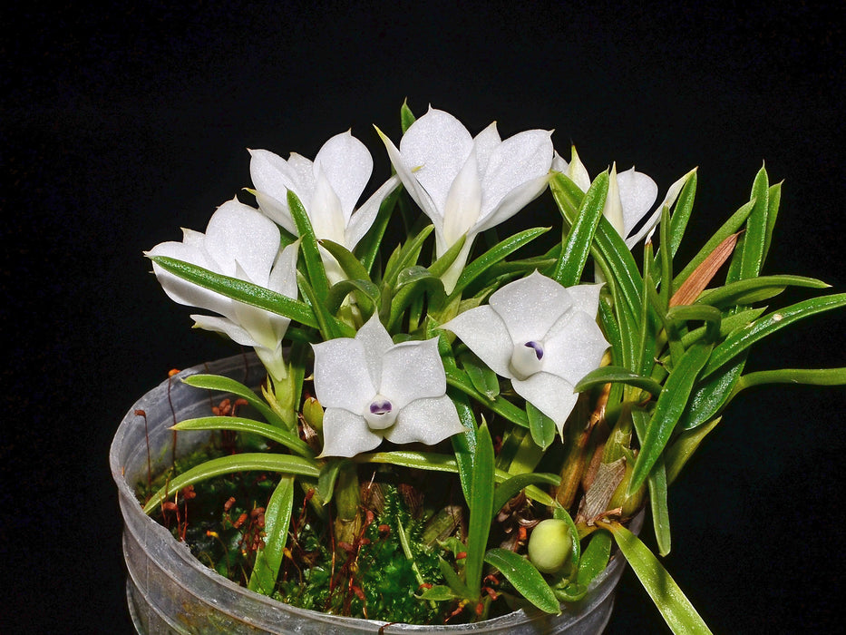 Dendrobium subuliferum