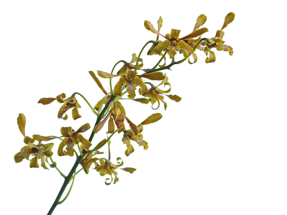 Dendrobium sylvanum