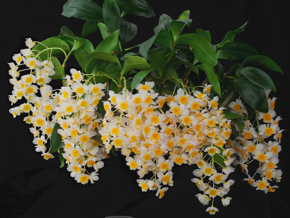 Dendrobium thyrsiflorum