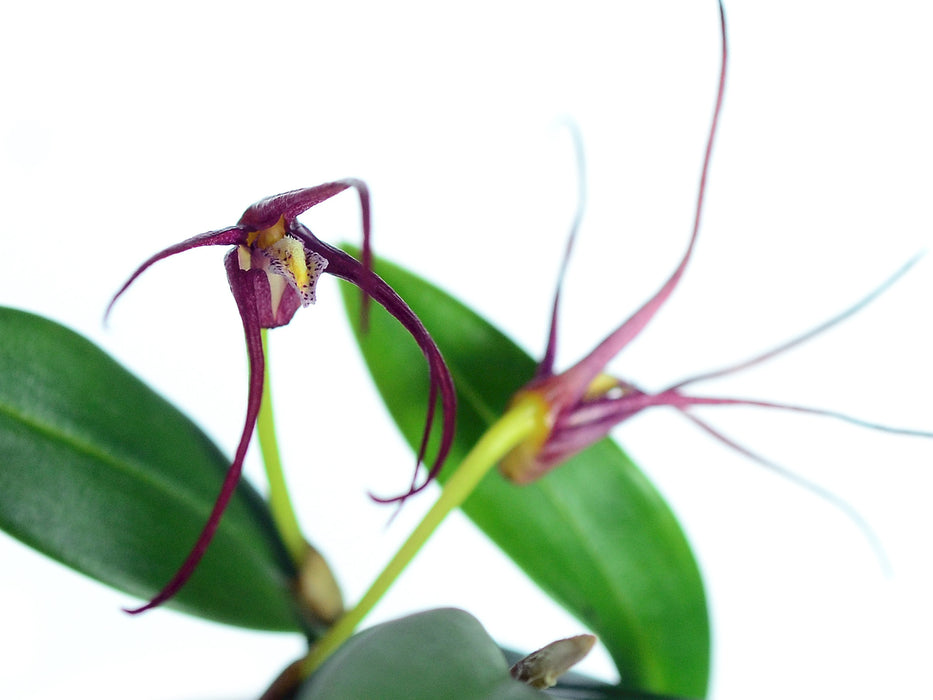 Dendrobium tipula