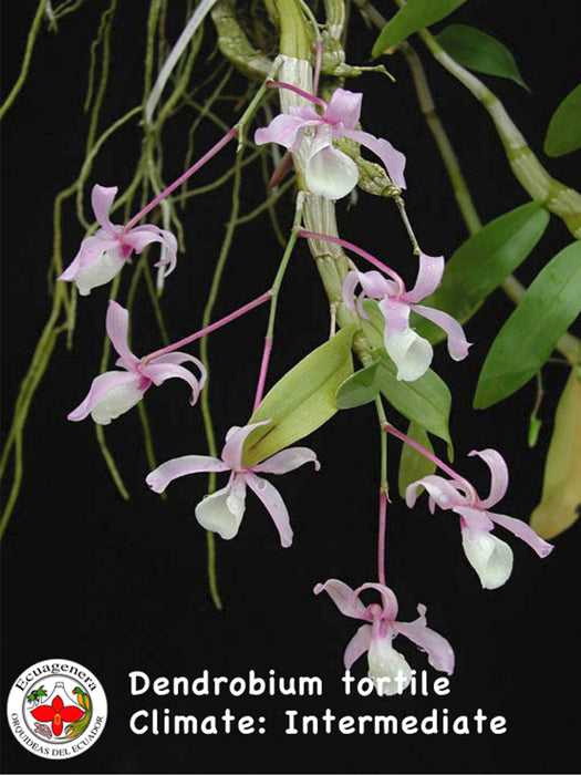 Dendrobium tortile