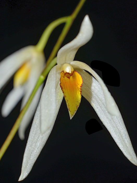 Dendrobium treacherianum alba