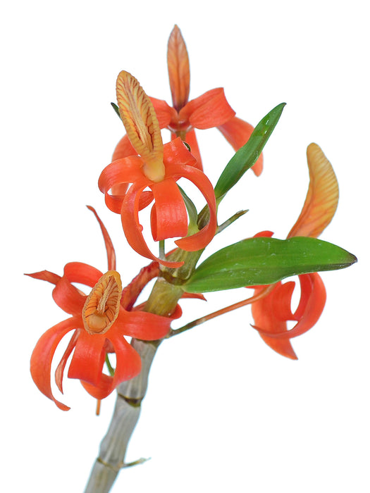 Dendrobium unicum