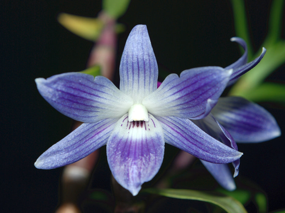 Dendrobium victoriae-reginae