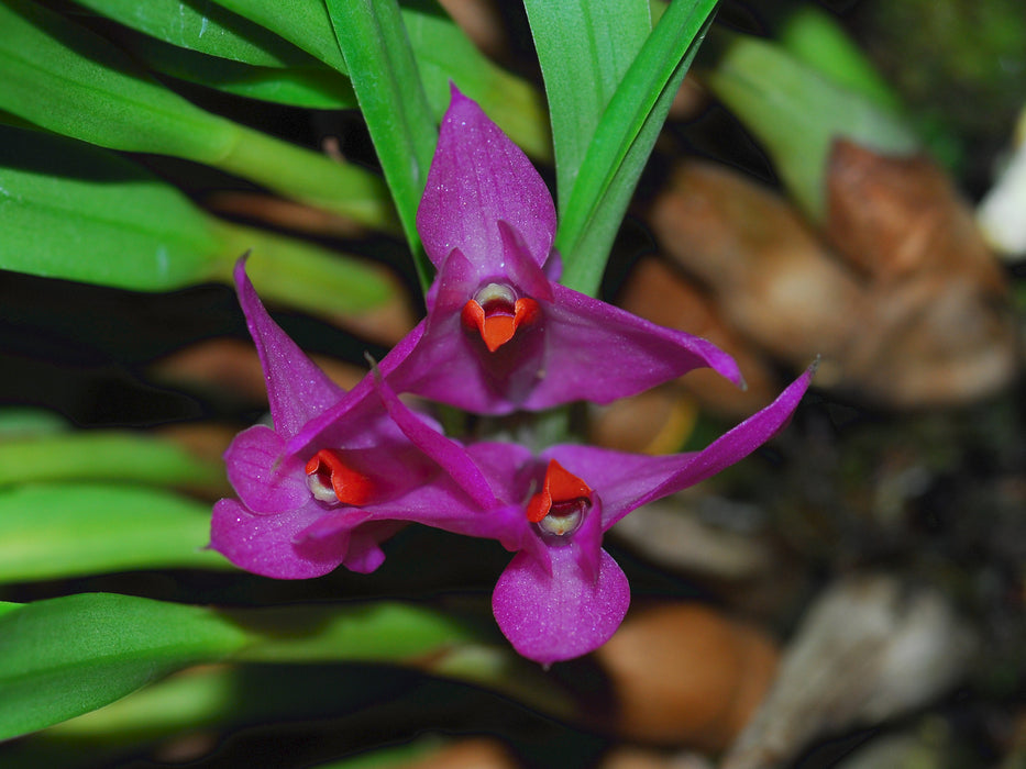 Dendrobium violaceum f. pink