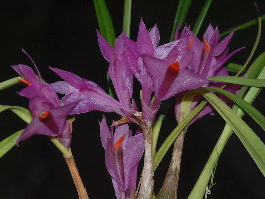 Dendrobium violaceum