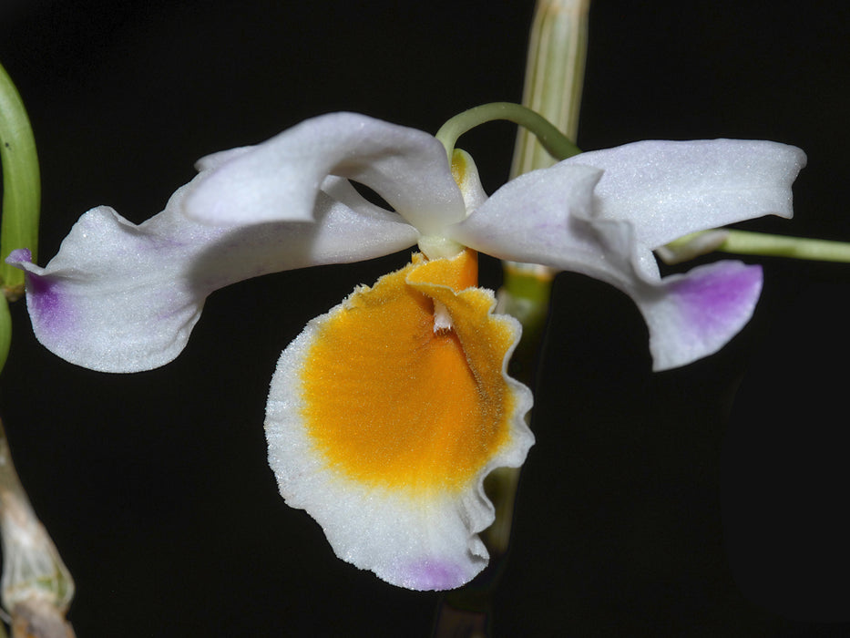 Dendrobium wardianum