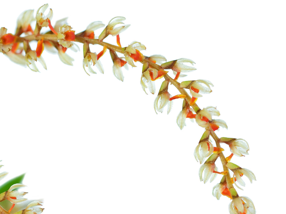 Dendrochilum apoense